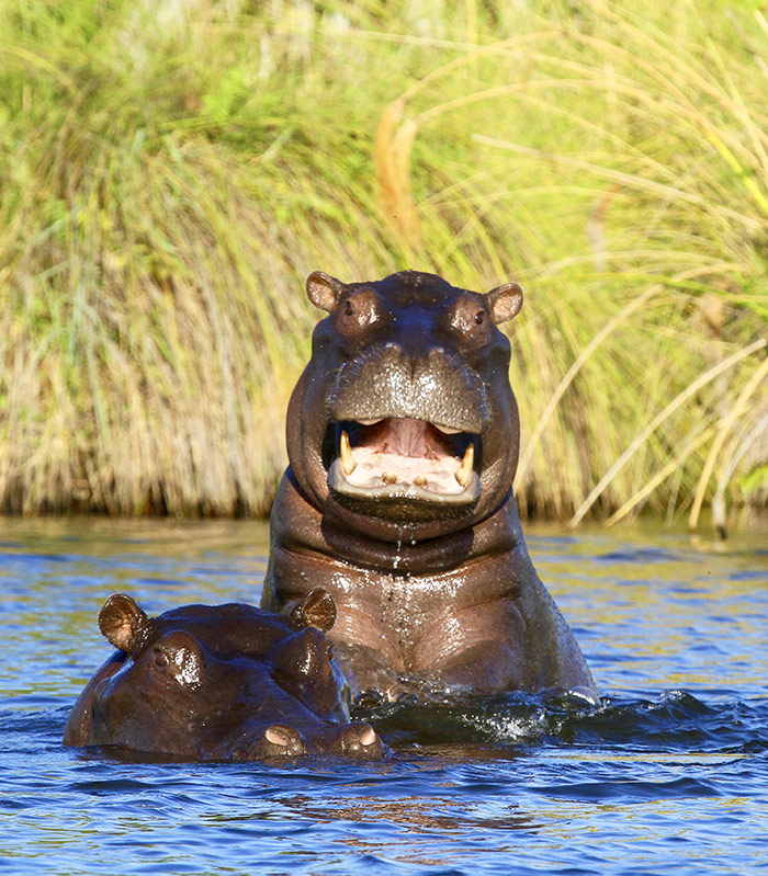 Botswana Afrika Reisen bild1