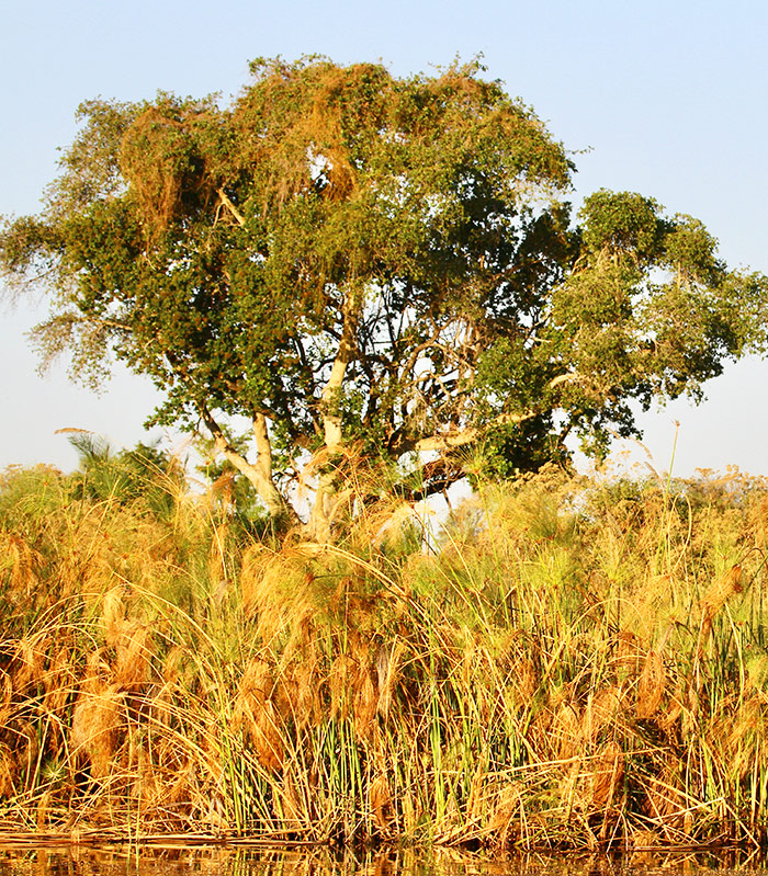 Botswana Afrika Reisen bild2