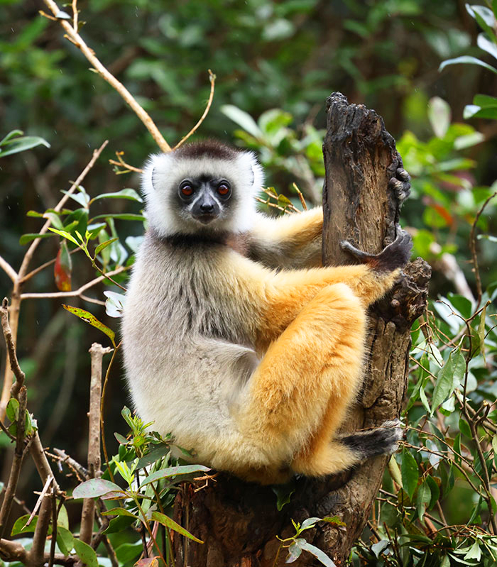 Afrika madagaskar bild4