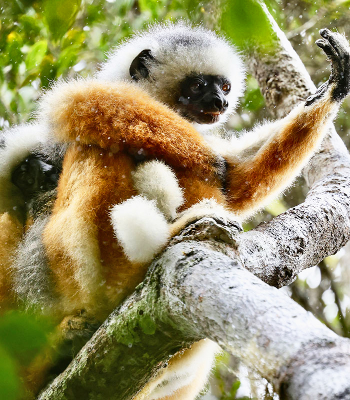 Afrika madagaskar bild2