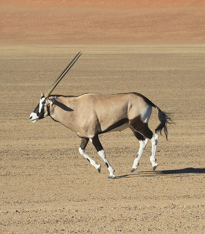 Afrika namibia bild2