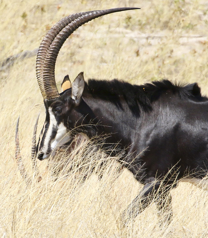 Afrika simbabwe bild4