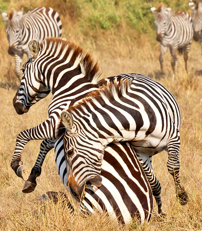 Afrika Aktuelle Reisen bild1