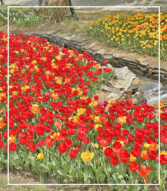 Vorschau Reise 2027 istanbul-tulpenfest - outline