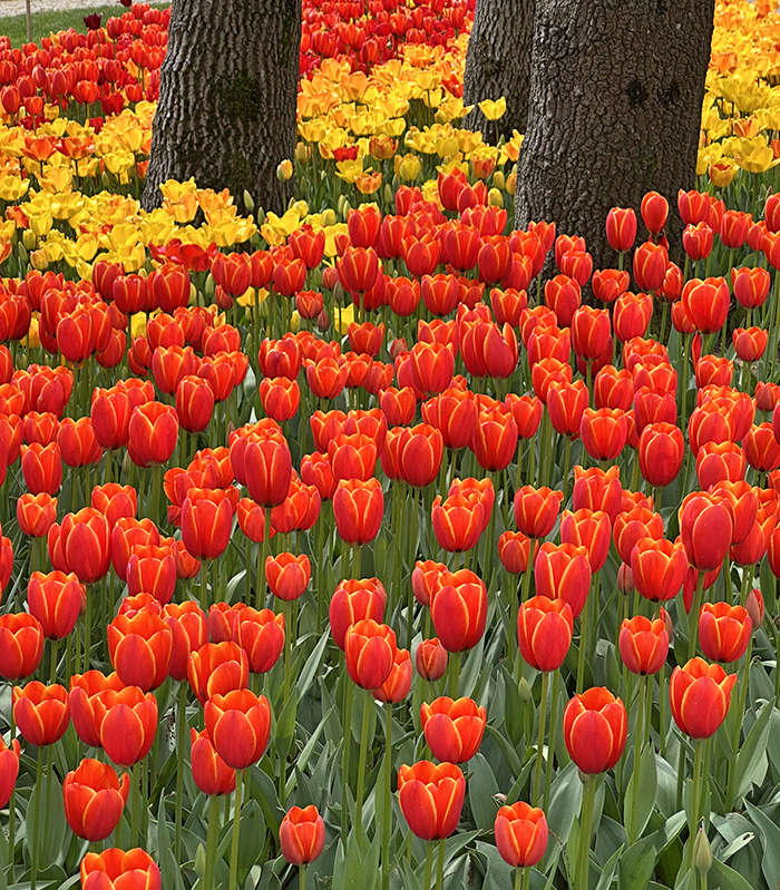 Vorschau Reisen istanbul-tulpenfest bild3