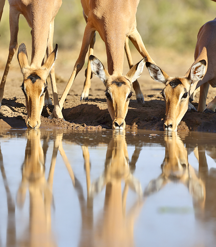 Afrika Aktuelle Reisen bild1