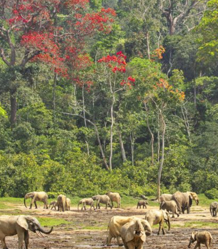 Kongo Luxusreisen und Kreuzflüge Reisediwan