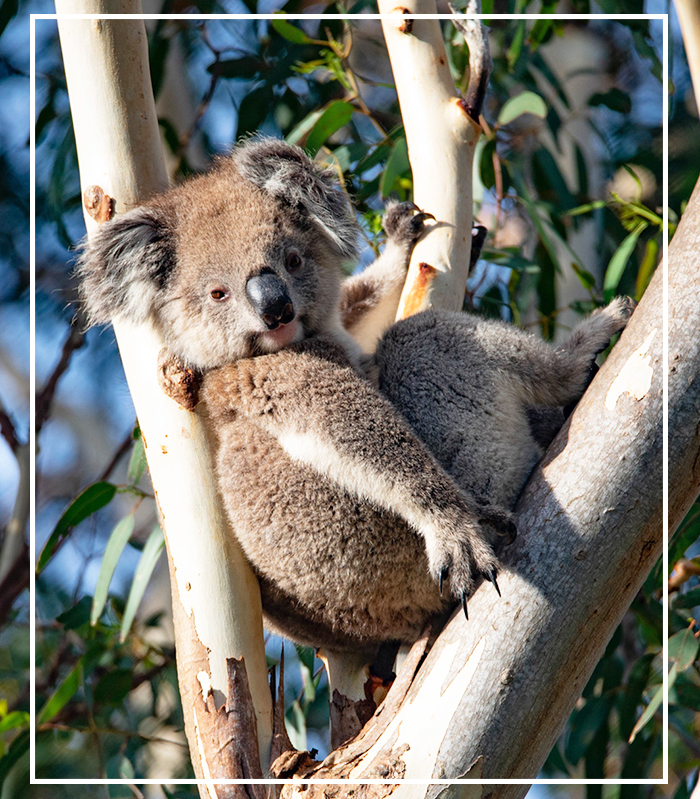 Vorschau Australien und Luxusreisen Kreuzflüge Reisediwan