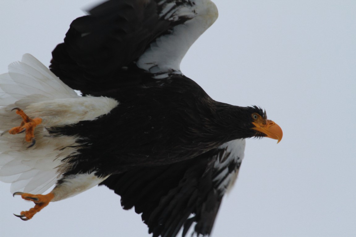 09 Our first Steller sea eagle (Kopie)