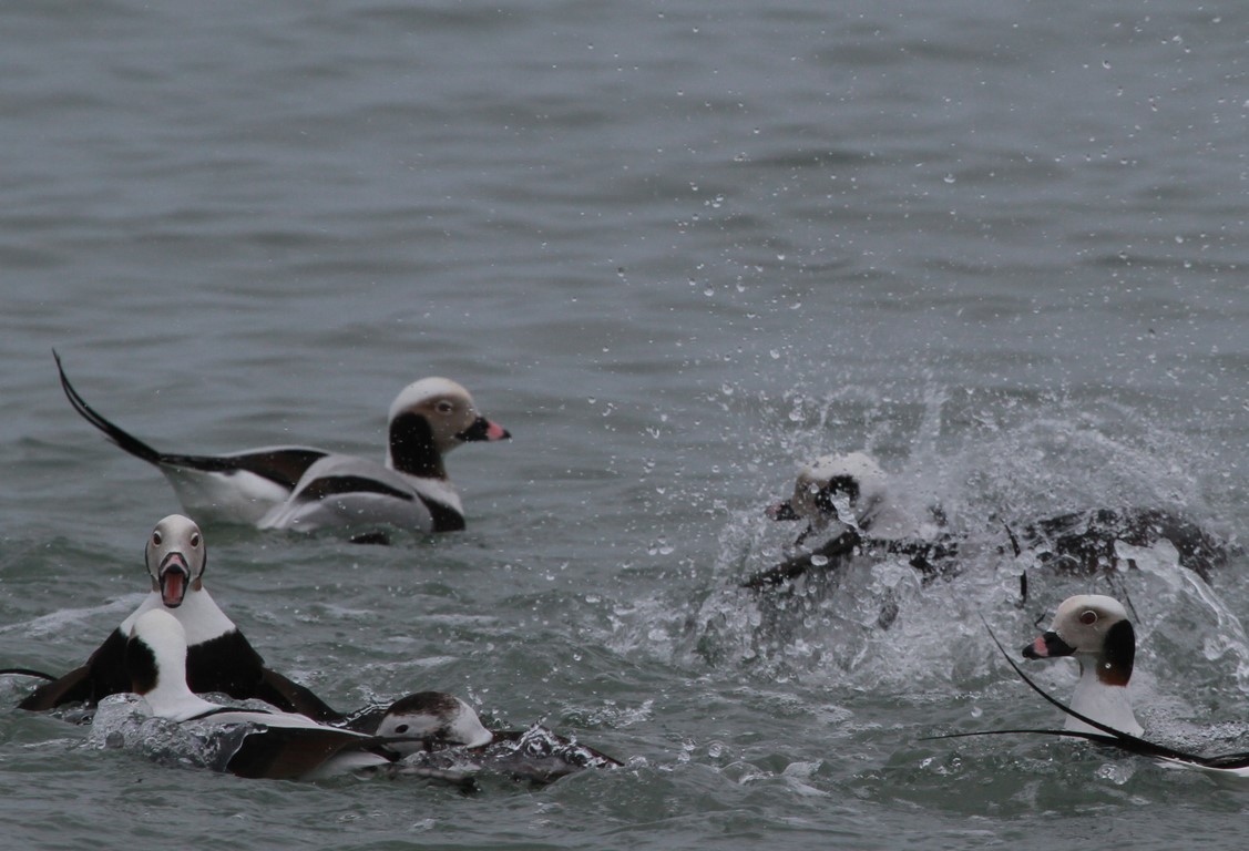 11 Pin tail ducks (Kopie)