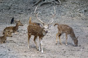 Axishirsche im Wildpark zu Sarnath